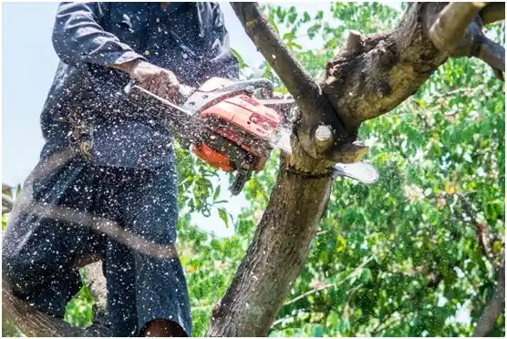 tree services West Newton